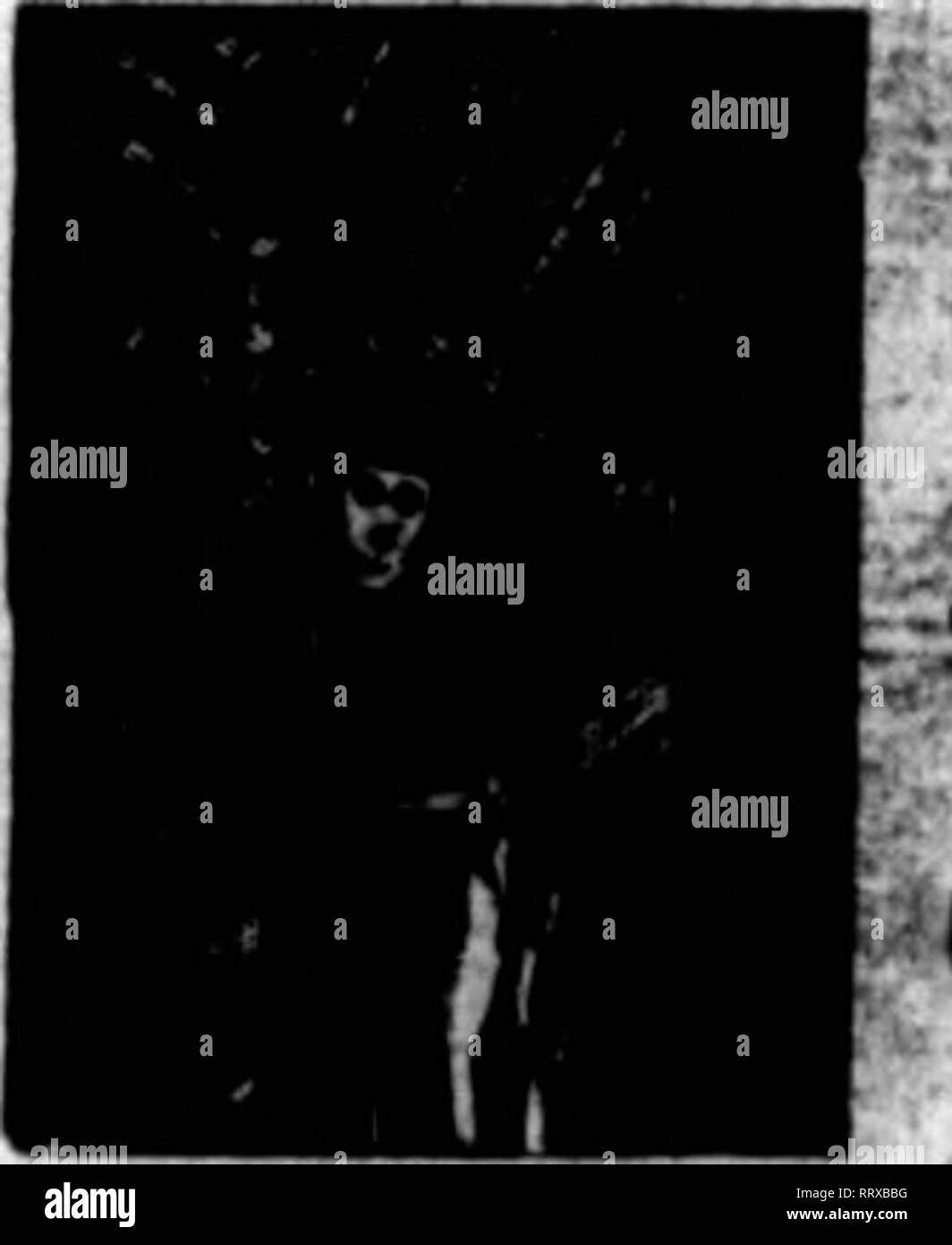 Ished tree Black and White Stock Photos & Images - Alamy