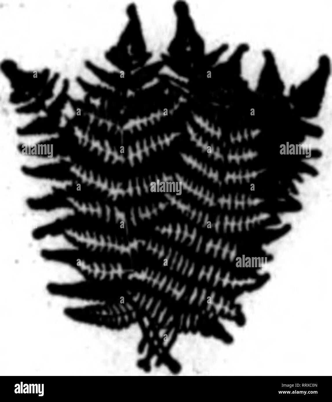 . Florists' review [microform]. Floriculture. NEW CROP NOW READY FERNS AND QRECN QALAX AND LEUCOTHOE. Dagger and Fancy Ferns, 1000, $1.00; case of 5,000, $4.00 Qreen Oalax 1000, .50; case of 10,000, 4.00 Bronze Oalax (case lots only).... $5.00 per case of 10,000 Green Leuoothoe (long) $2.00 per 1000 Green Leucothoe (short) l.OOperlOOO When In a hurry, wire us at Elk Park. N. C. THE NORTH CAROLINA EVERGREEN CO. BANNERS ELK, N. C.. Mention The Review when yoo write. I A. A. GIBBONS, Red Level, Ala. i Kng.?.: Wild Smilax i Holly, MisUetse, Fancy ani Dagger Ferns, Needle T Pines, Natural »»i Perfe Stock Photo