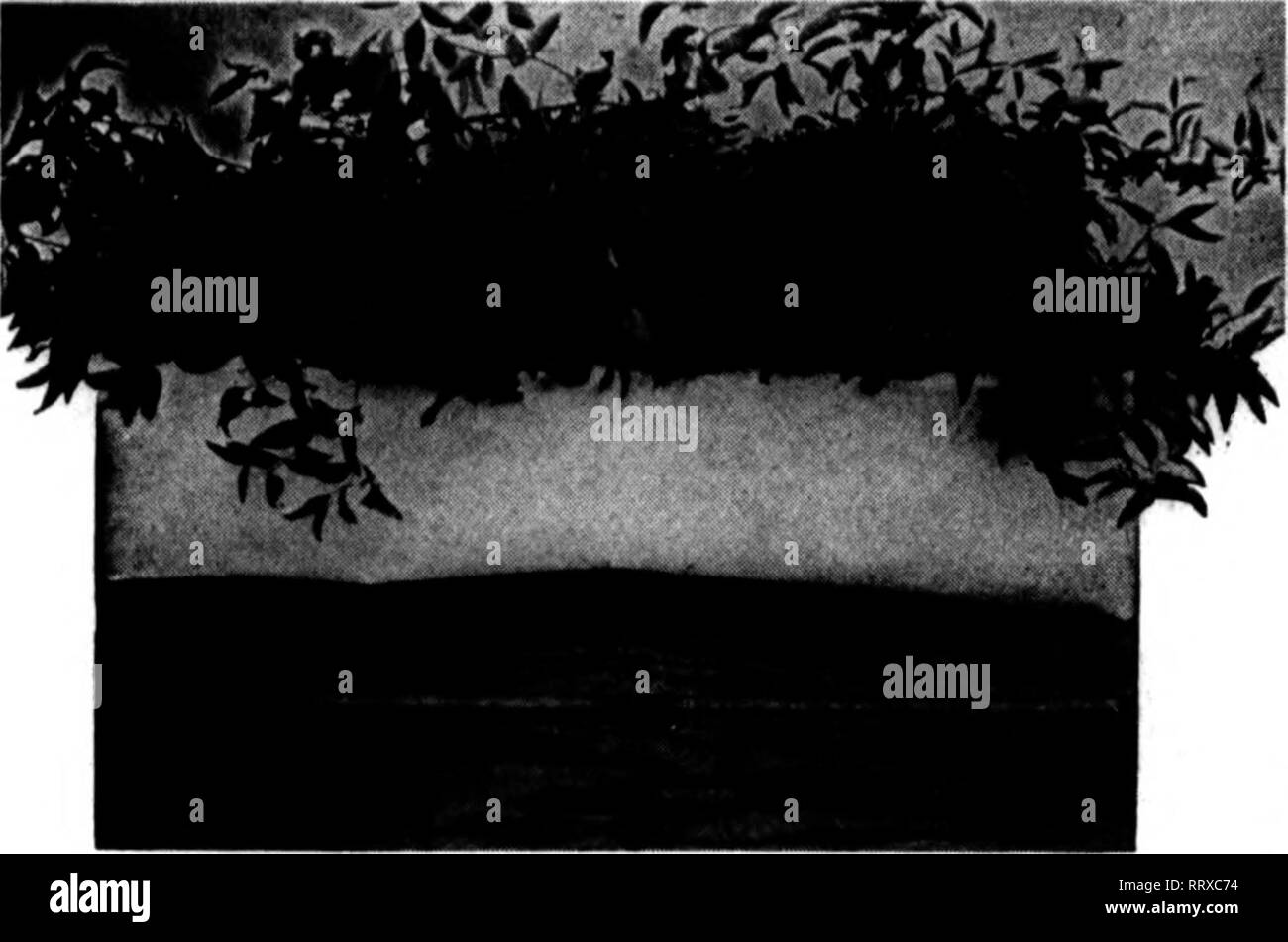 Baby partridge Black and White Stock Photos & Images Alamy