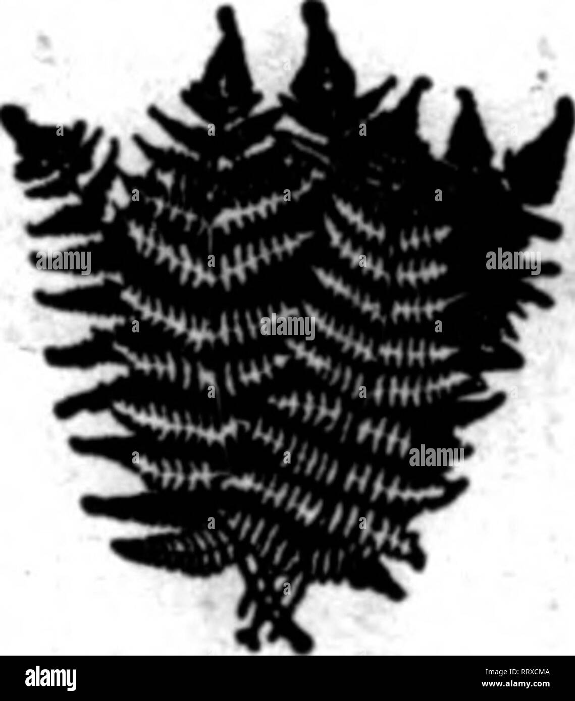 . Florists' review [microform]. Floriculture. NEW CROP NOW READY FERNS AND GREEN QALAX AND LEUCOTHOE. Dagger and Fancy Ferns. 1000, $1.00; case of 5,000. $4.00 GreenQalax 1000, .50; case of 10.000, 4.00 Bronze Galax (case lots only).. ..$5.00 per case of 10,000 Green Leucothoe (long) '. $2.00 per 1000 Green Leucethoe (short) 1.00 per 1000 Wbea in a hurry, wire us at Elk Park, K. C. THE NORTH CAROLINA EVERGREEN CO. BANNERS ELK, N. C.. Mention The Review when yon write. L. B. Brague ft Son Wholesale nilT CCDIIC Dealers in UU I rClillO Moss, Oirbbnas Trees, Baled Spruce, Evergreens Established 18 Stock Photo