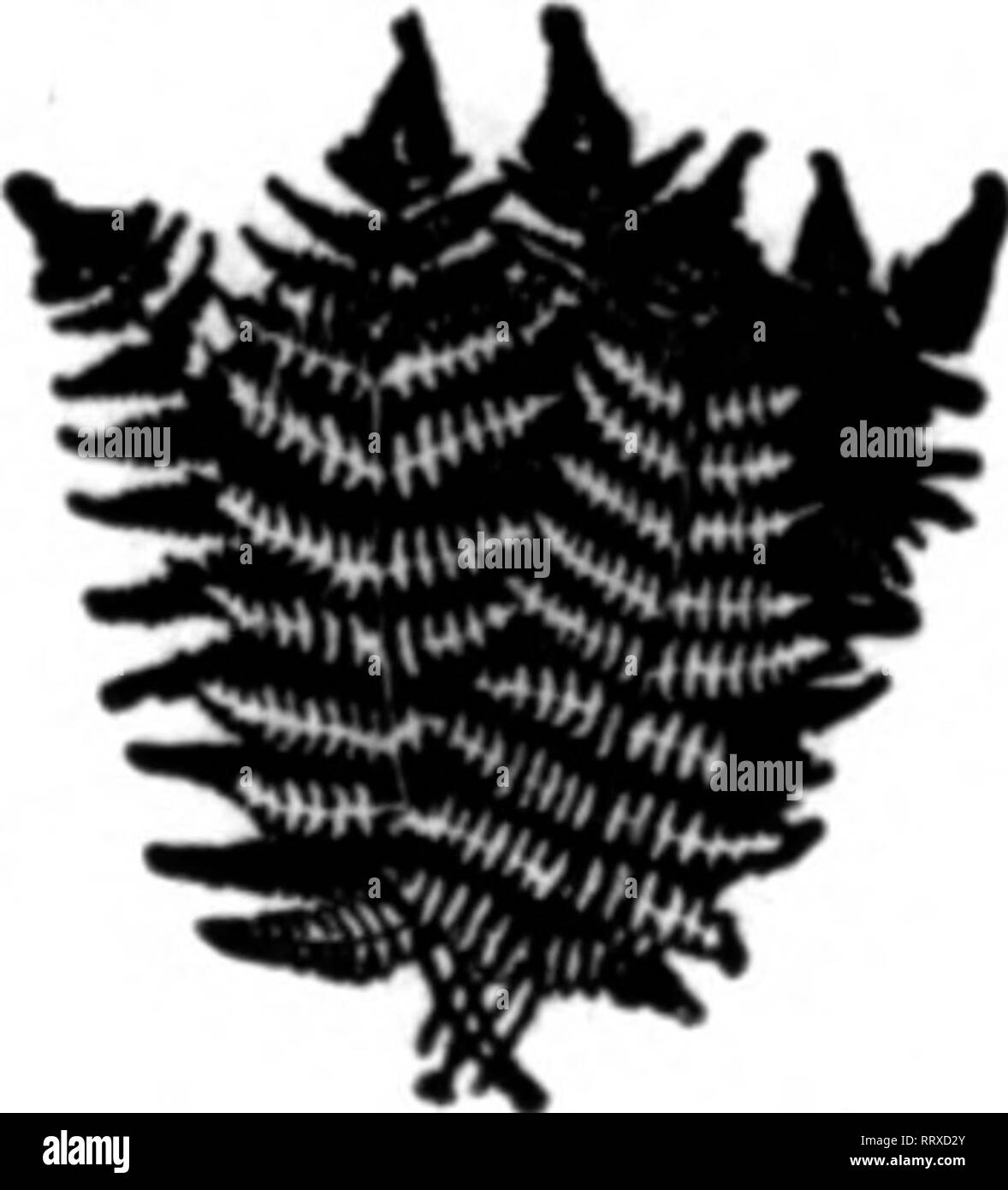 Florists Review Microform Floriculture Wholesale Only Galax