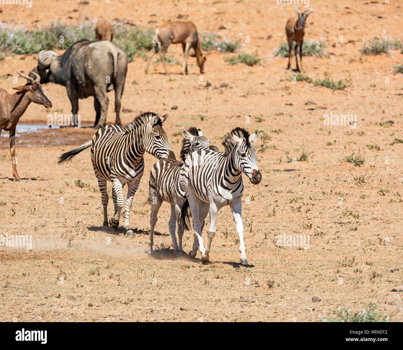 Burchells Zebra in Southern African savanna Stock Photo Alamy