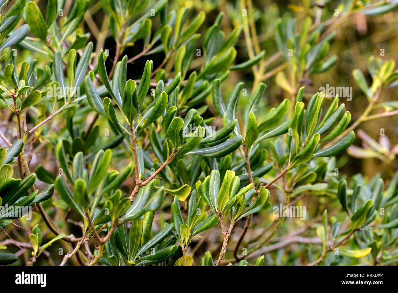 Future Plants By Randy Stewart Pittosporum