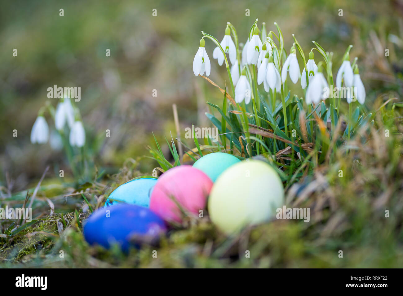 Easter Eggs and Snowdrops, natural surrounding. Stock Photo