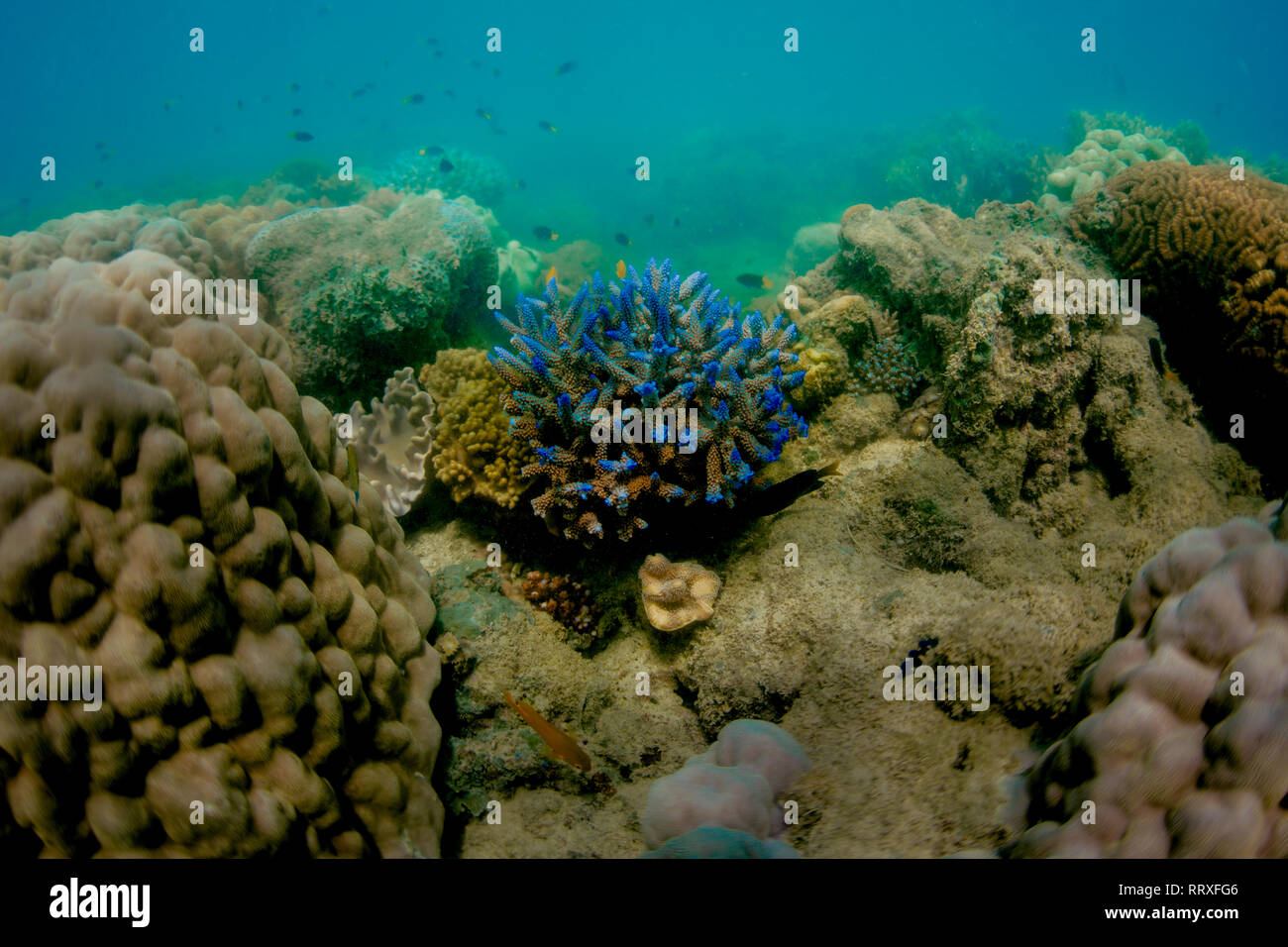 Different colored corals in sea Stock Photo - Alamy