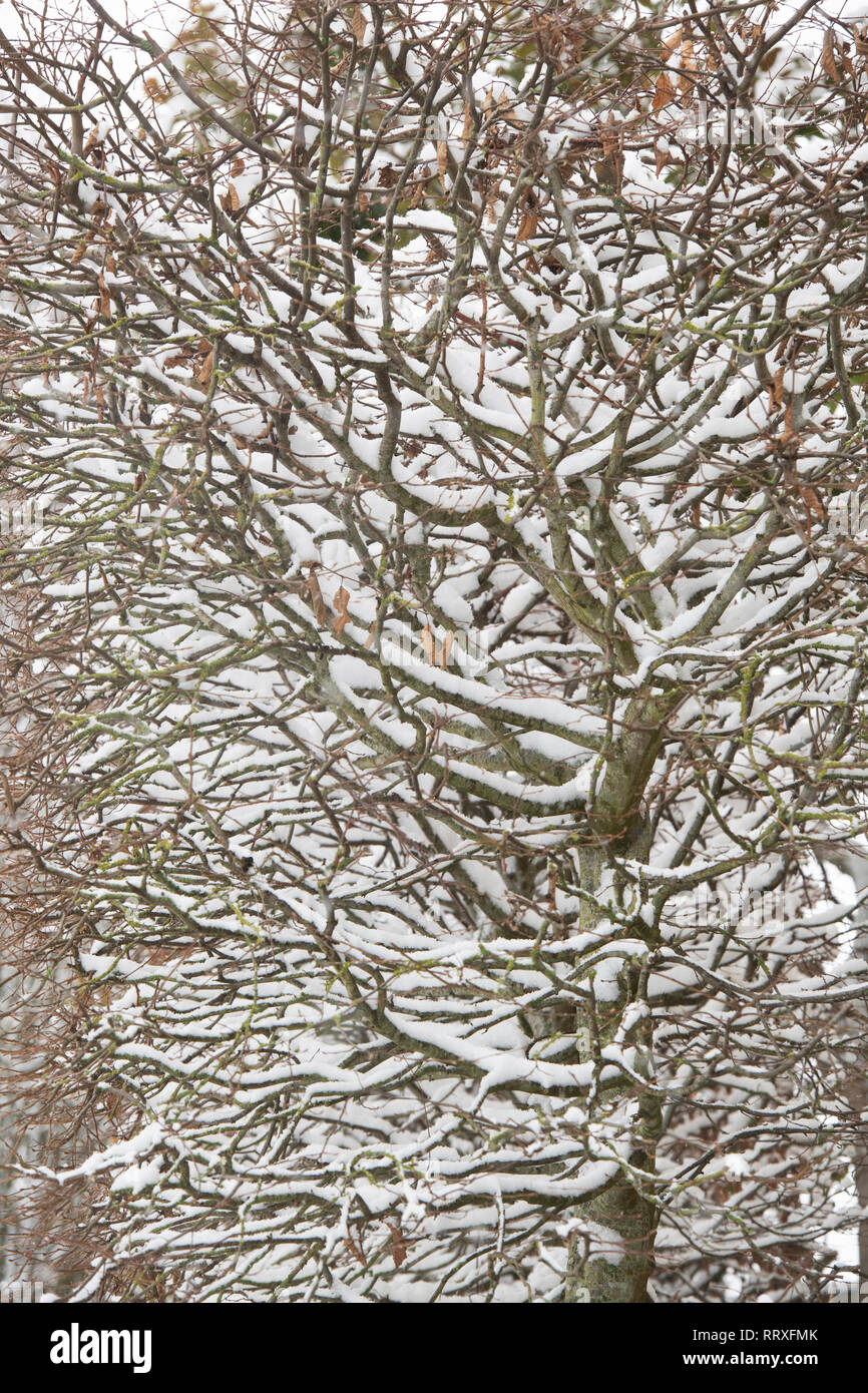 Cotswold garden winter beech hedge covered in snow. Winson, Cotswolds