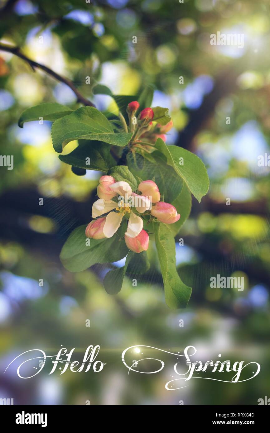 Postcard Hello Spring. Welcome card banner. Spring mood. Nature wakes ...