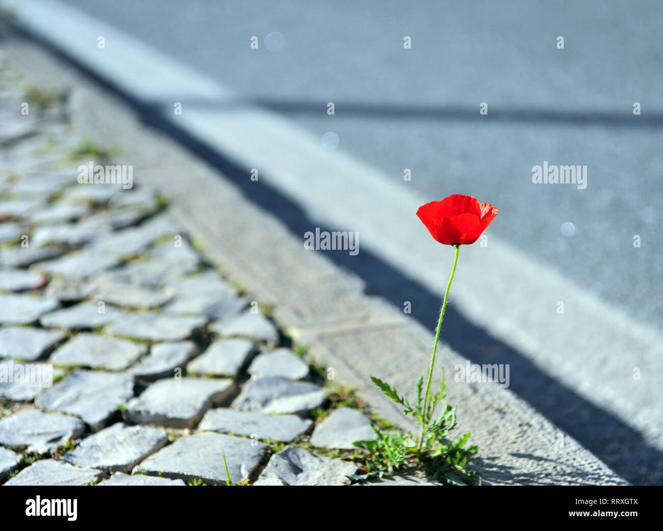 Beautiful poppy growing in asphalt sidewalk Stock Photo - Alamy