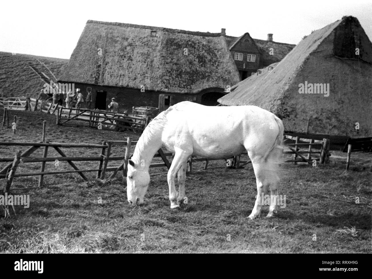 SCHIMMELREITER - The white horse of the film Schimmelreiter, 10/1933, I.12/25-34 Schimmelreiter Stock Photo