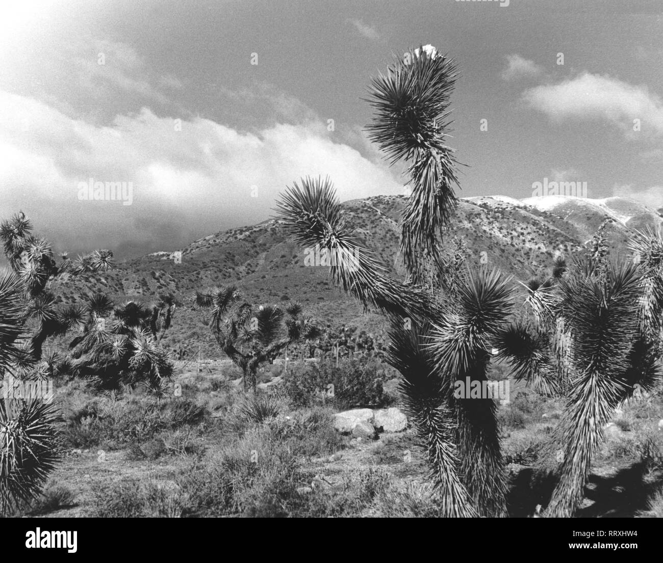 USA - Riesenkakteen, Saguaro Kaktus, Wüstenpflanze, Arizona, Utah, USA Stock Photo