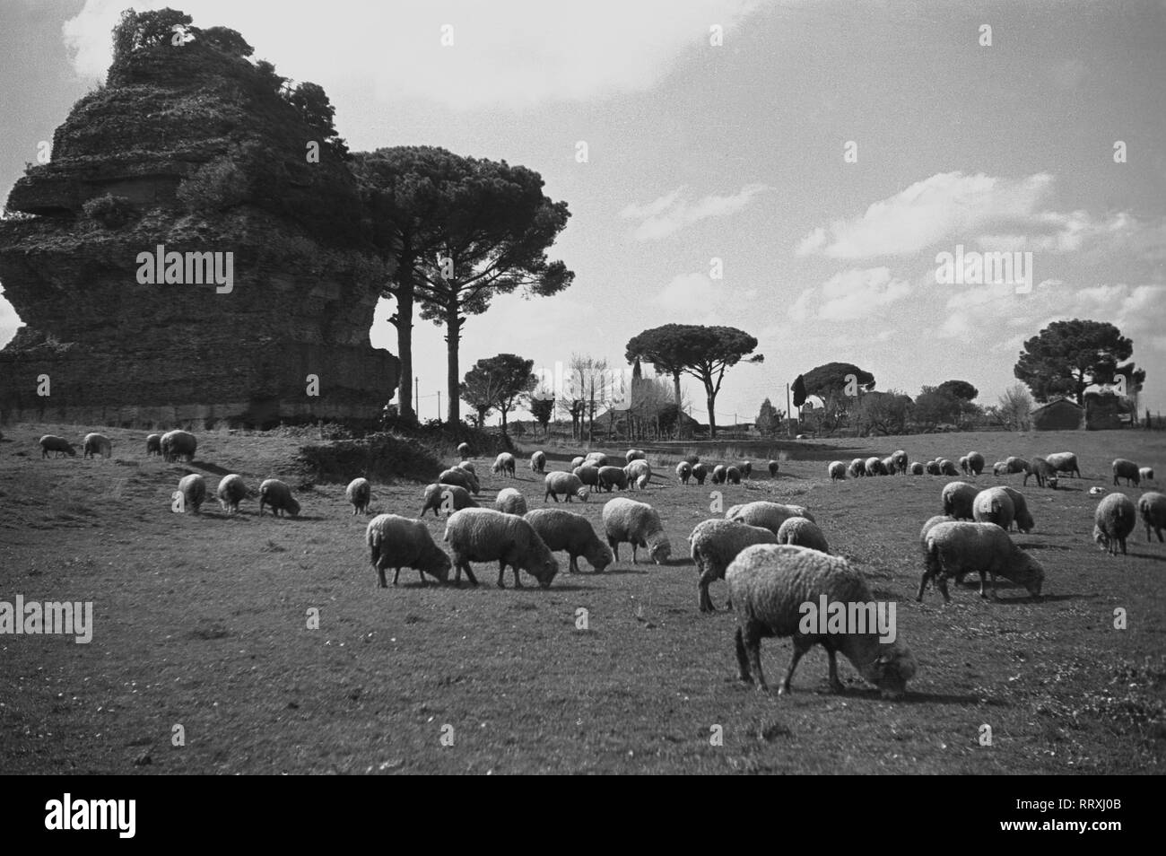 Travel to Rome - Italy end of 1950s - sheeps flock at the Latin tombs, Via Appia Antica near Rome. Schafe weiden an der Via Appia Antica bei Rom, Italien. Photo Erich Andres. Stock Photo