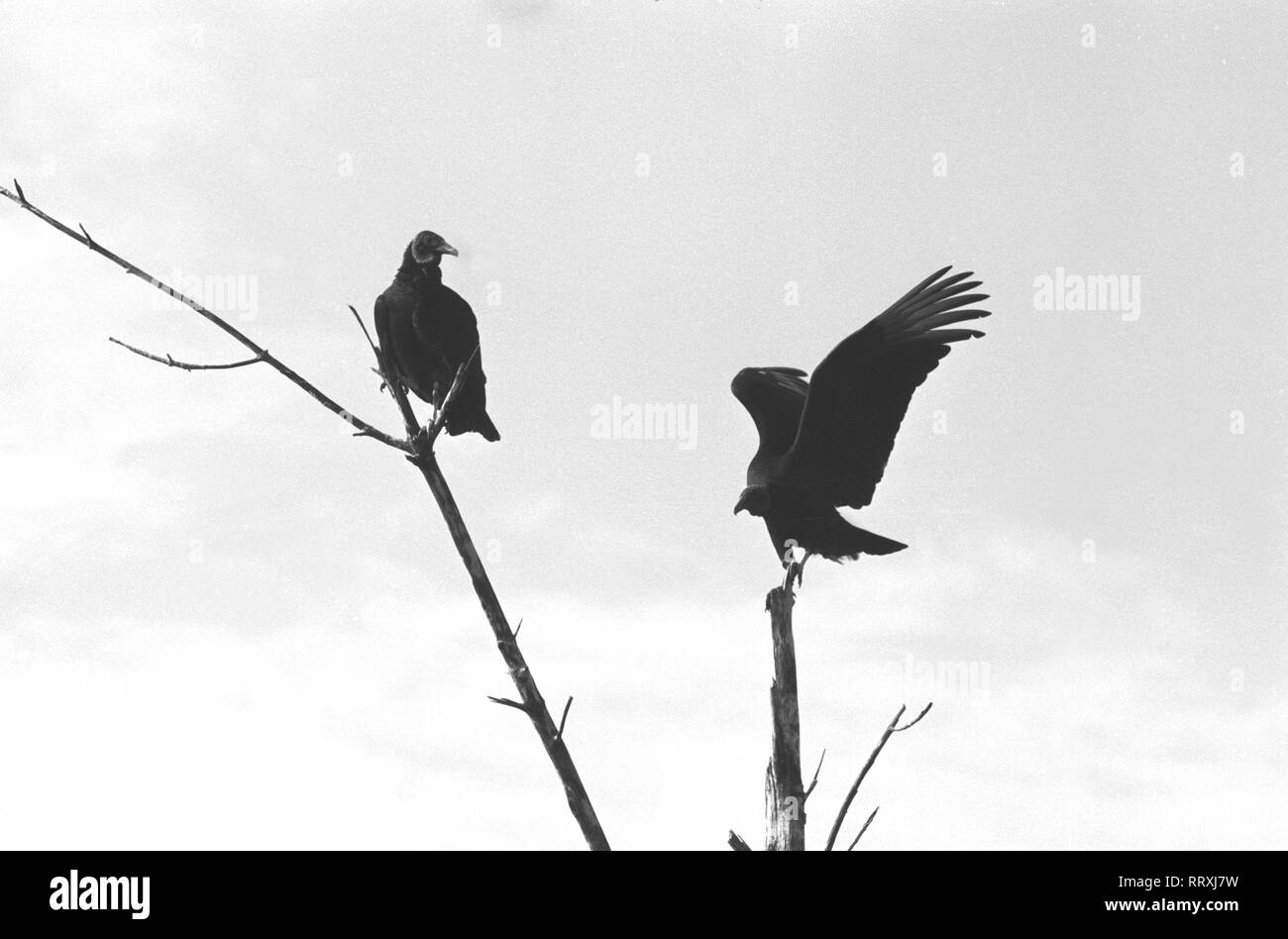 USA - Vögel, Everglades National Parc, Florida, USA,  Foto ca. 1960 Stock Photo