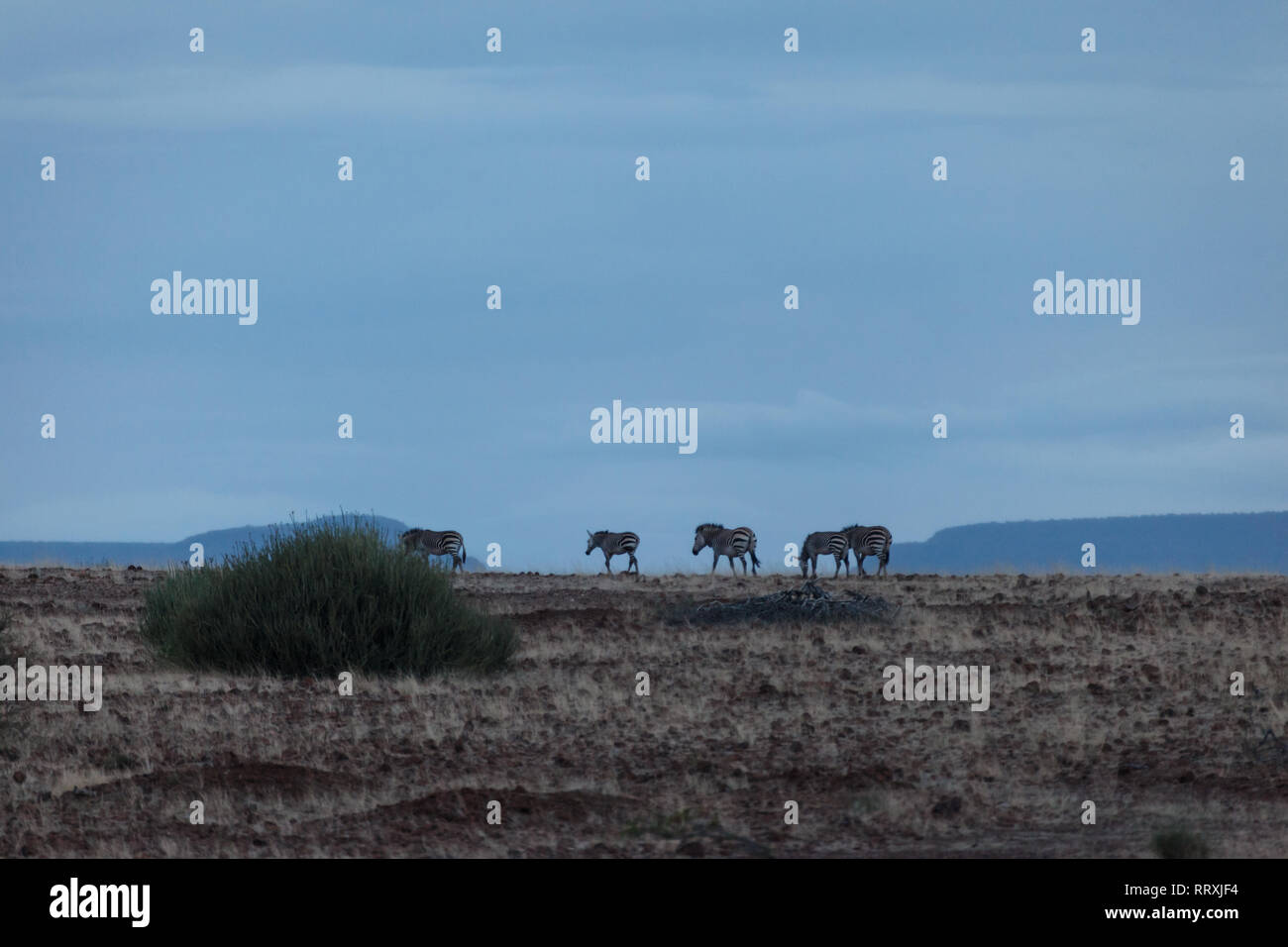 Zebra africa desert hi-res stock photography and images - Alamy