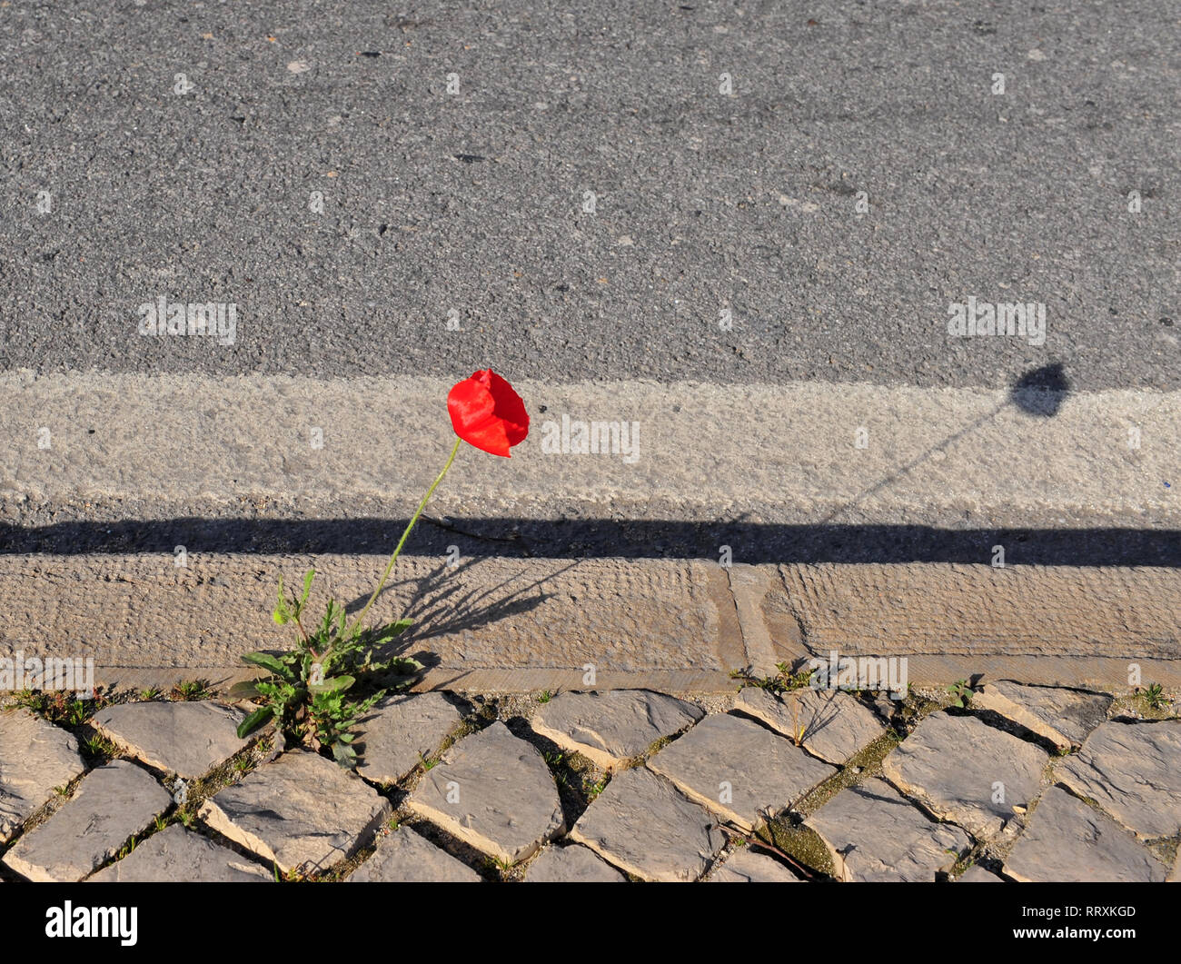 Growing poppy flower on the asphalt road Stock Photo Alamy
