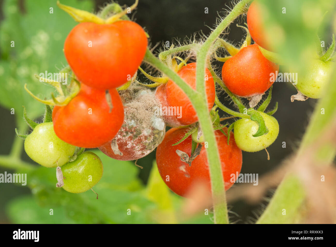 Botrytis cinerea or grey mould on greenhouse tomato crop - uk Stock Photo