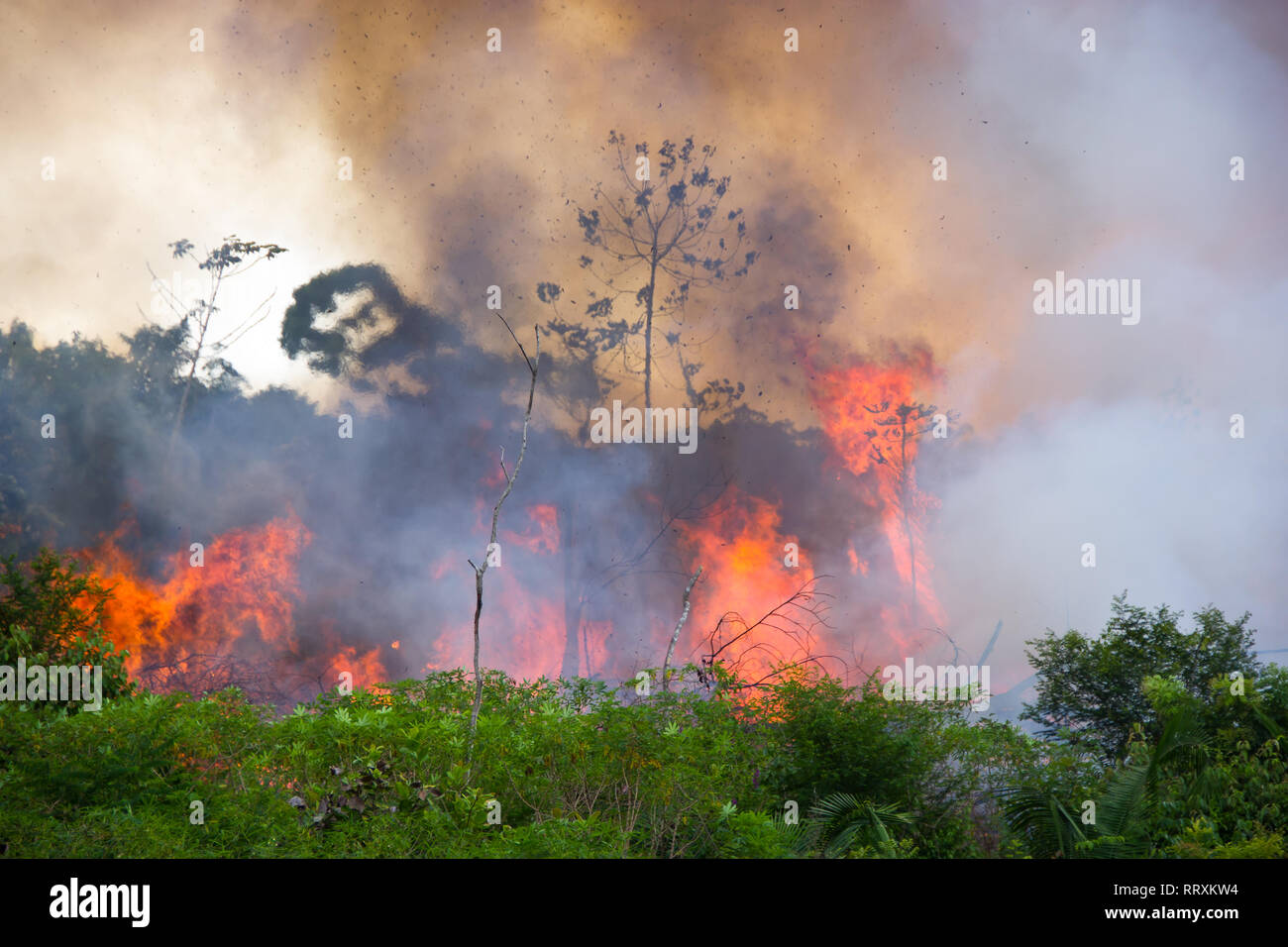 Brazilian Amazon Forest burning to open space for pasture Stock Photo