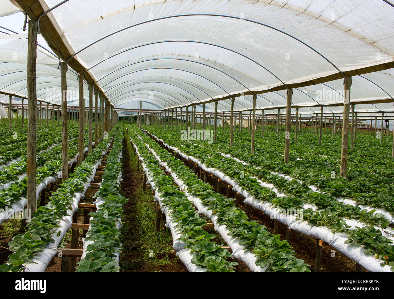 Raised strawberry beds hi-res stock photography and images - Alamy