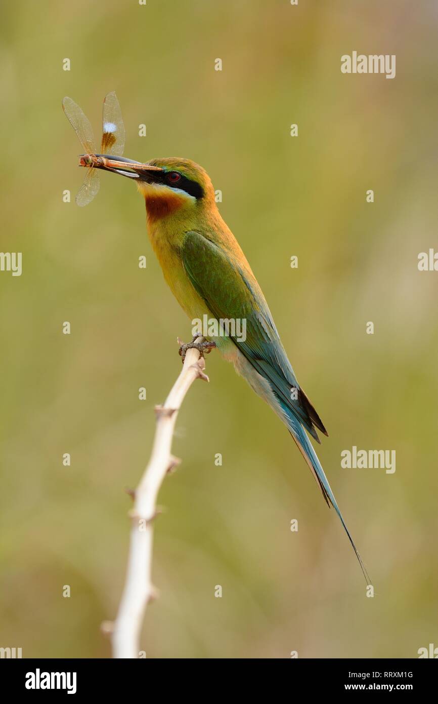 beautiful blue tailed bee eater (Merops philippinus) possing Stock ...