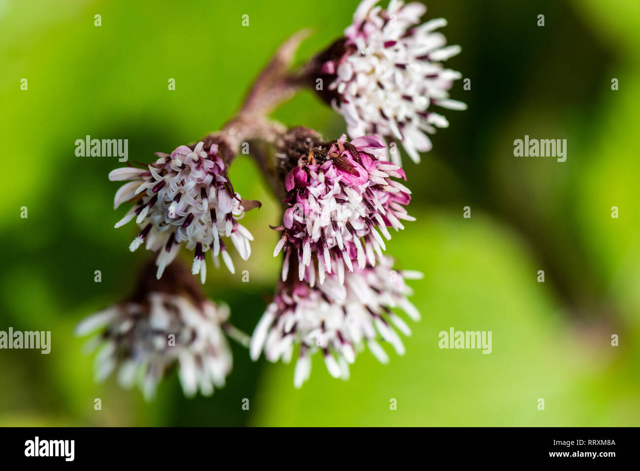 The flowers of a winter heliotrope (Petasites pyrenaicus) Stock Photo