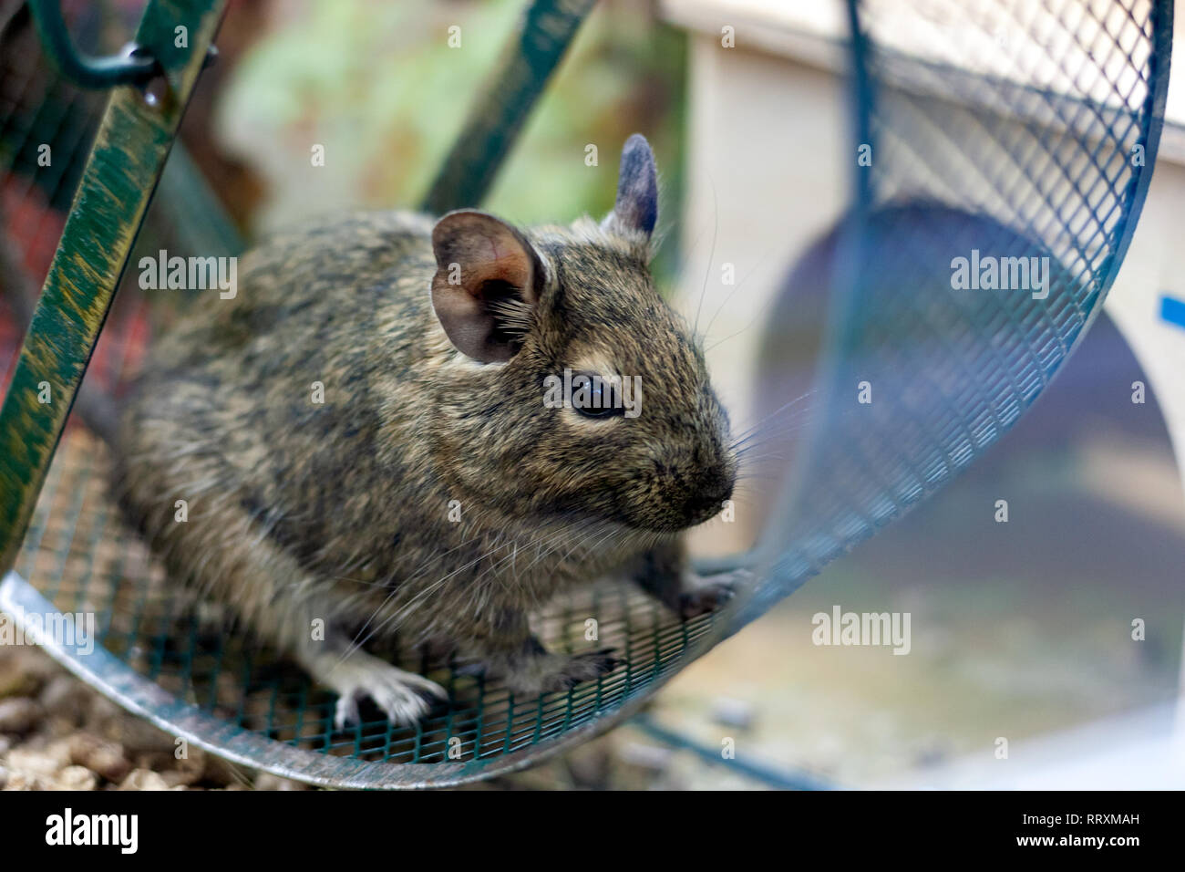 Running wheel rodents hi-res stock photography and images - Alamy