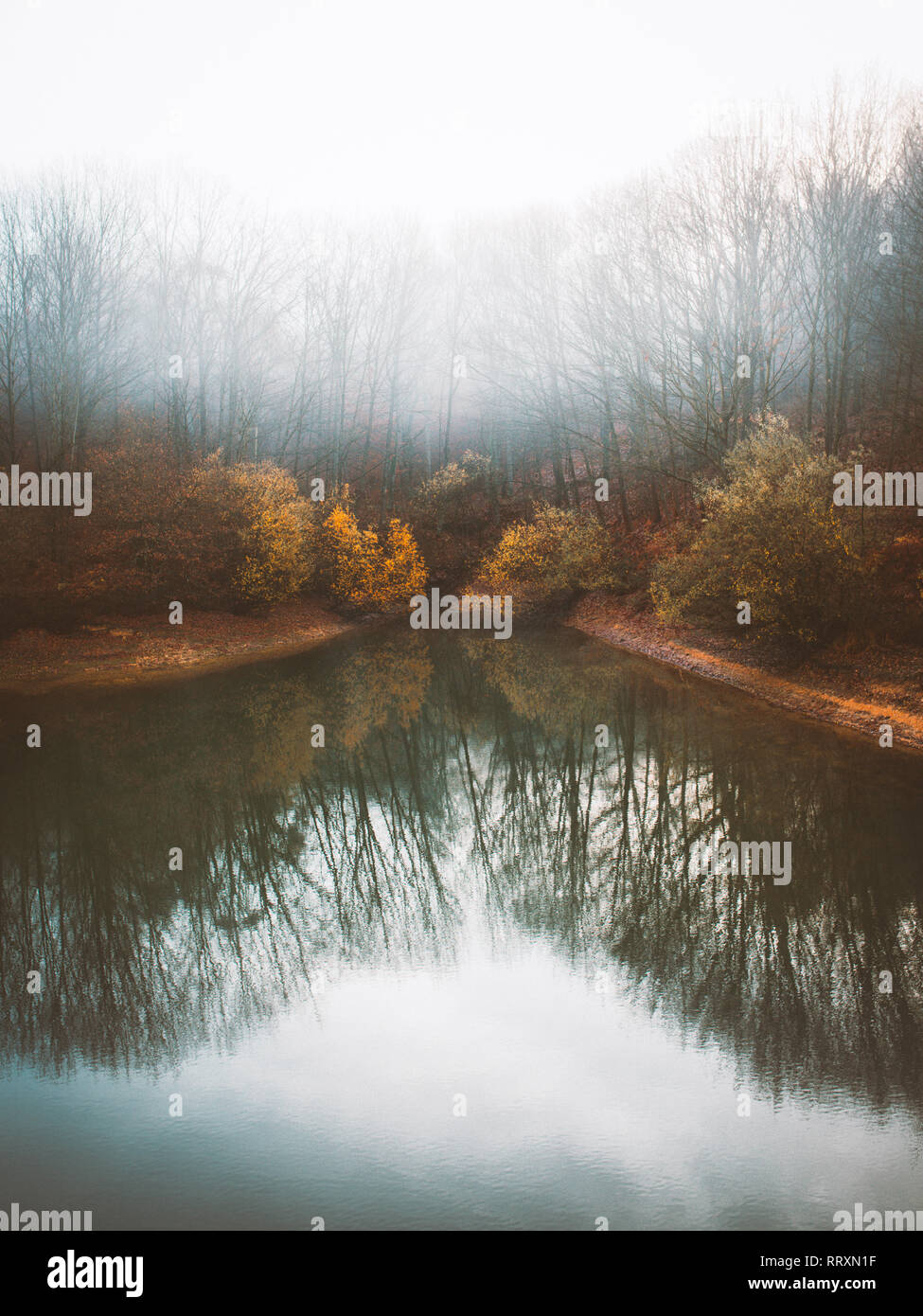 Fog Trees High Resolution Stock Photography and Images - Alamy
