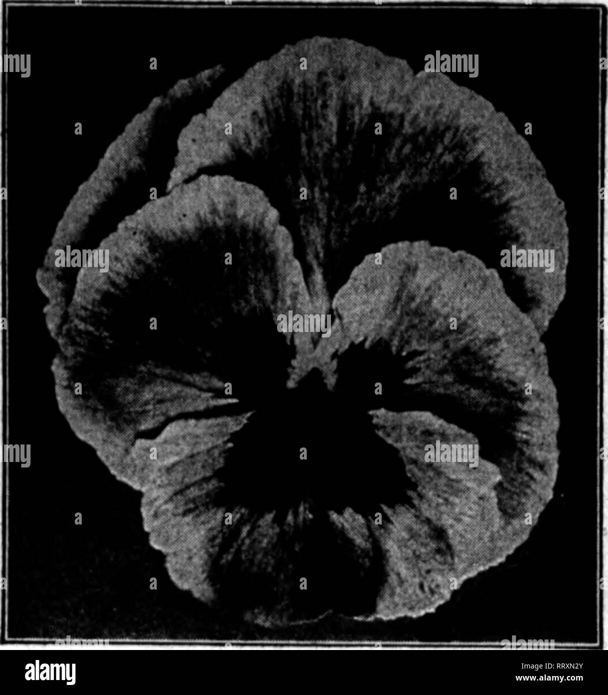 . Florists' review [microform]. Floriculture. V&gt;^'-: The Florists^ Review Jdlx 3, 1918.. Stokes' Standard Mixed Pansy The finest strain of Giant Pansies it is possible to produce. Is a blend of all the finest varieties from France, England and Germany. Trade fkt (2000 seeds), SOc; J^ n., 7Sc; GIANTS Tr. pkt. Oz. Bamot'B Blotched ..$0.60 $4.00 Gassier Oianto 40 3.60 Giant Trlmardeau 80 1.26 Orchid-flowered, very Ugbt 60 4.00 KnKlUh Larve-flowering 26 1.00 Fine Mixed 16 .60 Giant Adonla 36 2.00 Giant Lord Beaconsfield 36 2.00 Giant £mperor %llliam 36 2.00 liL, $S.OO; ^ lb., $18.00 'A •!., $2 Stock Photo