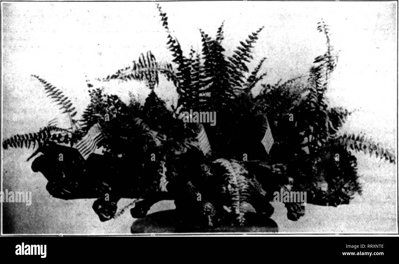 . Florists' review [microform]. Floriculture. Giant Wreath Sent to the Funeral of a St. Paul Florist report, the Massachusetts Horticultural Society's schedule amounts to about $500 and we are expecting to apportion a similar amount from our own treas- ury. With the special prizes offered, this will make an attractive schedule and should be productive of the best ex- hibition ever held under our auspices. The following firms and gentlemen have contributed generously toward the prize and general fund: The W. Atlee Burpee Co., Peter Henderson &amp; Co., Ar- thur T. Boddington, Thomas Eoland, Wil Stock Photo