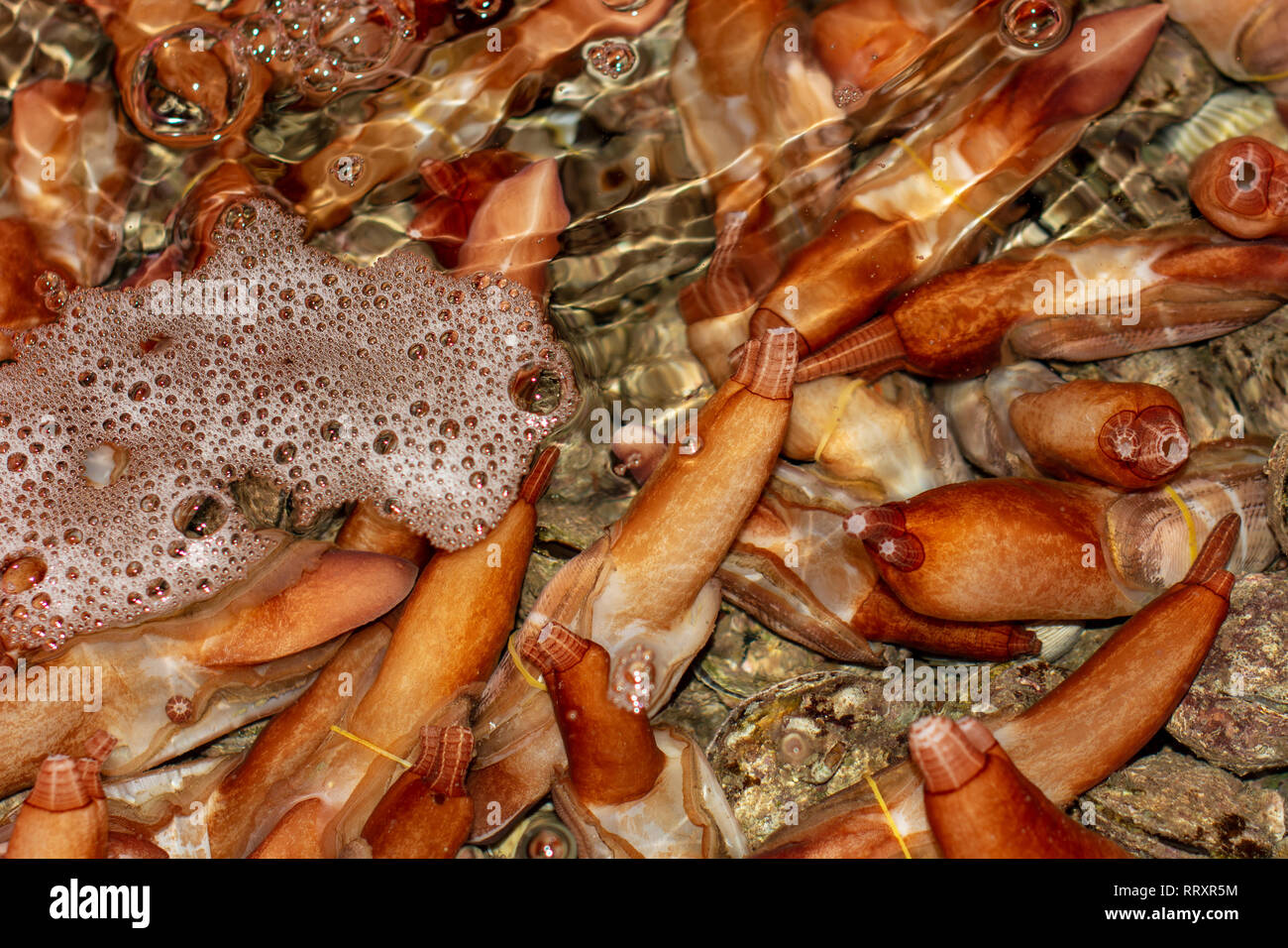 Close up of sea clams in water on a sea food restaurant on Phu Quoc Vietnam. Stock Photo