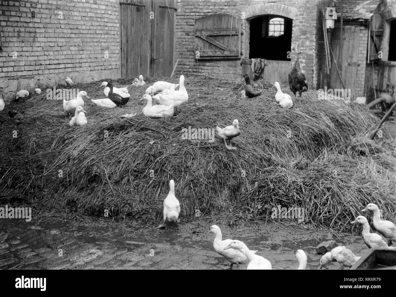 Germany - Gänse auf einem Bauernhof in Saaleck, Deutschland ca. 1950 Stock Photo
