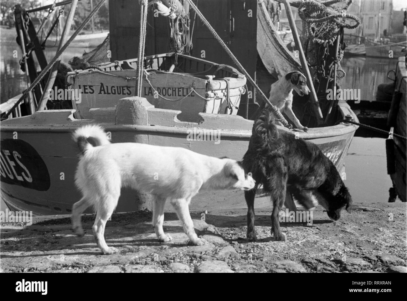 Frankreich - France in 1950s, La Rochelle, dockside - Street dogs. Photo by Erich Andres. Schnüffelnde Hunde in La Rochelle, Frankreich ca. 1950 Stock Photo