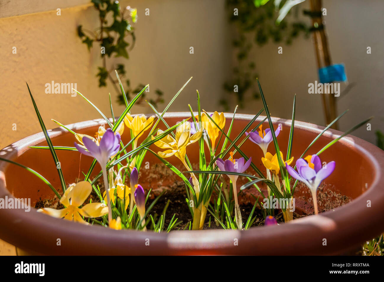 yellow and violet krokus flowers in their flowerpot Stock Photo