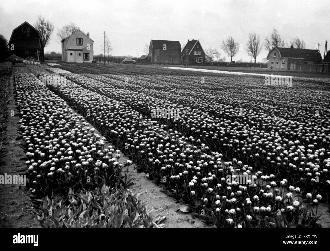Travel to Holland - Holland, part of the Netherlands - tulip fields. Tulpenfelder in der Provinz Holland, Niederlande. Image date circa 1956. Photo Erich Andres Stock Photo