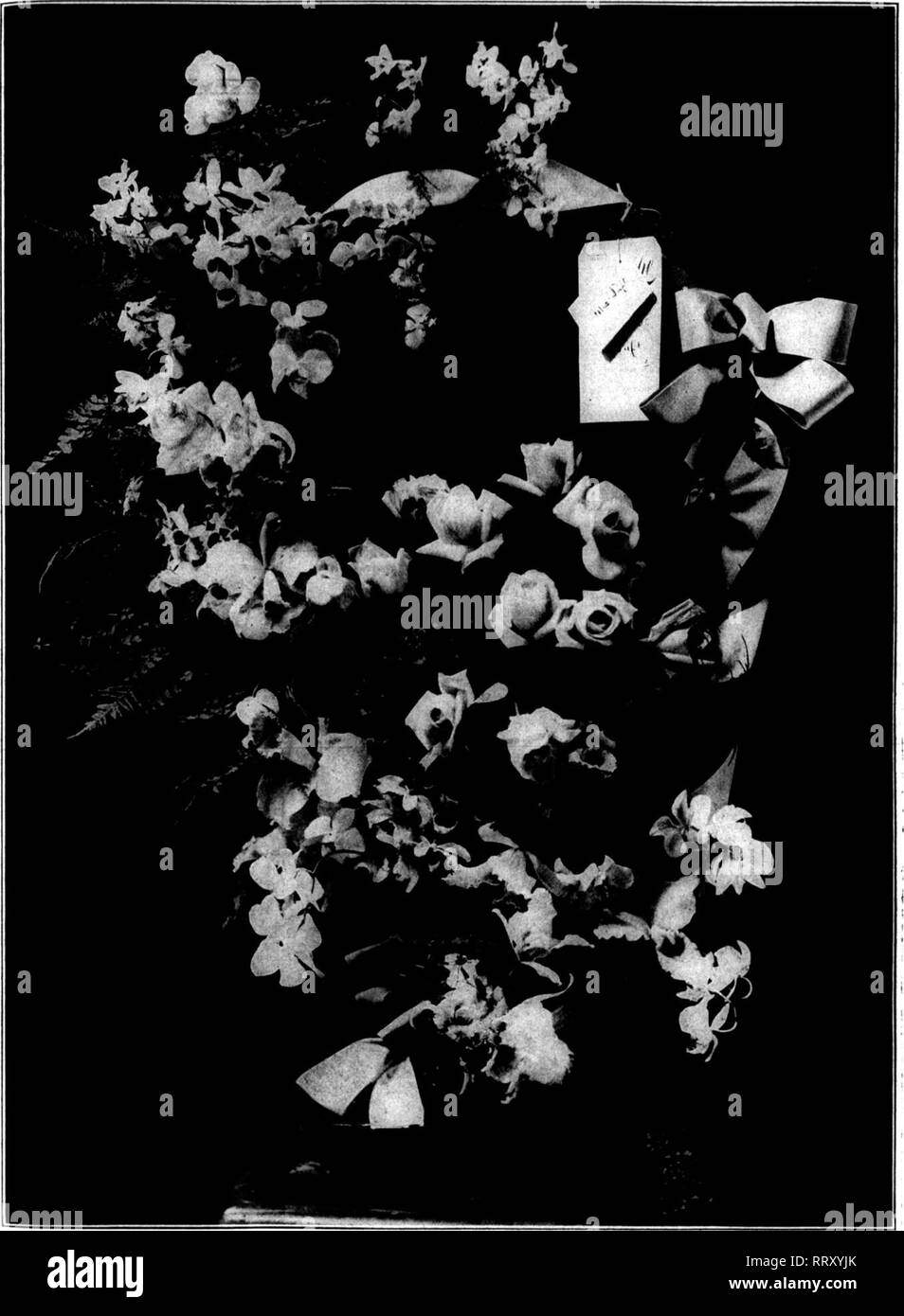 . Florists' review [microform]. Floriculture. FKBHUAIIV 22, 1912. The Weekly Florists' Review. 9. Basket of Roses and Orchids for Mrs. Taft, Arranged by W. Marche &amp; G&gt;., Washington. •') the wholesale district with them, ^^hen the regular prices were asked of ^hem, out would come the paper and so vehement were the demands for con- '?fissions that in the end a good many buyers got at least a part of their sup- plies at lower rates than the week be- fore. So the first result of the Fleisch- man splurge undoubtedly was a reduc- tion in the average wholesale prices for the day. But larger qu Stock Photo