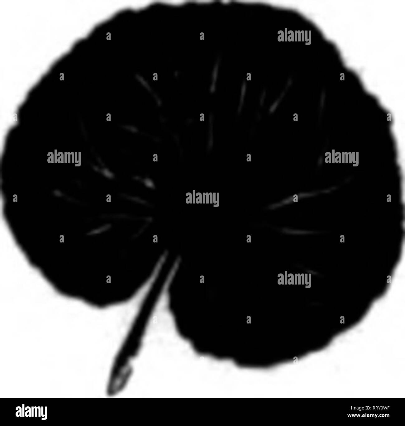 Blk Black And White Stock Photos Images Alamy
