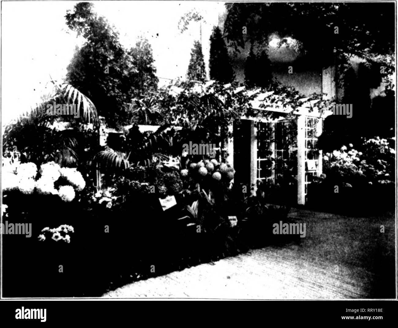. Florists' review [microform]. Floriculture. A View of the Rochester Flower Show. studiously kept in the liack;^rouiid. Tliere was no coiiiiiet ition for pri/cs and all schemes of the exhibitors to adver- tise thems(d('s were rij^orously riib'd out. Tlie Were allowed only to put their name nn their exhibits on incoii- s|dcuoiis. uniform cards. They were also forced to liavc their exhibits harmoni/e with Ihe general scheme of decoration. . ciic atmosphere was f^iveii by the fact that K'oihester is wiibdy known as the blower ('ity, and this allowecl the &lt;'liamber of (?ommerce to yie a j Stock Photo
