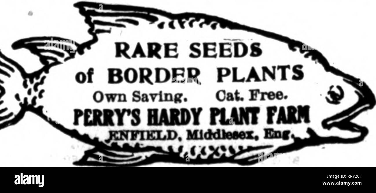 . Florists' review [microform]. Floriculture. Mention The Review when you yrite. FOR SEEDS of an kiMb apply to W. W. JOHNSON &amp; SON, Ltd. BOSTON. nrOLAND Mention The Review when you write.. ^ways mention the Florists' Review when writing advertisers. -TO THK TBAOB- HENRY METTE, Quedlinbni^, Geimany ^^^^???&quot;^^^&quot; (ESTABUSHED IN 1787) Grower And Exporter on the very largest scale of all CHOICE VEGETABLE, FLOWER and FARM SEEDS Bpeolaltiest Beans, Beets, Csbbaires, Carrots, Kobl-Rabl, Leeks, Lettuces, Onions, Peas, Radlslies, Spinach, Tumips, Swedes, Asters, Balsams, Beffonias, Carnati Stock Photo