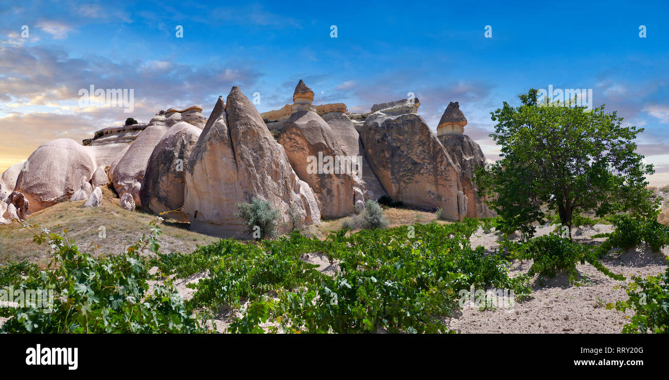 Pictures & images of vines growing near rock formations  near Goreme, Cappadocia, Nevsehir, Turkey Stock Photo