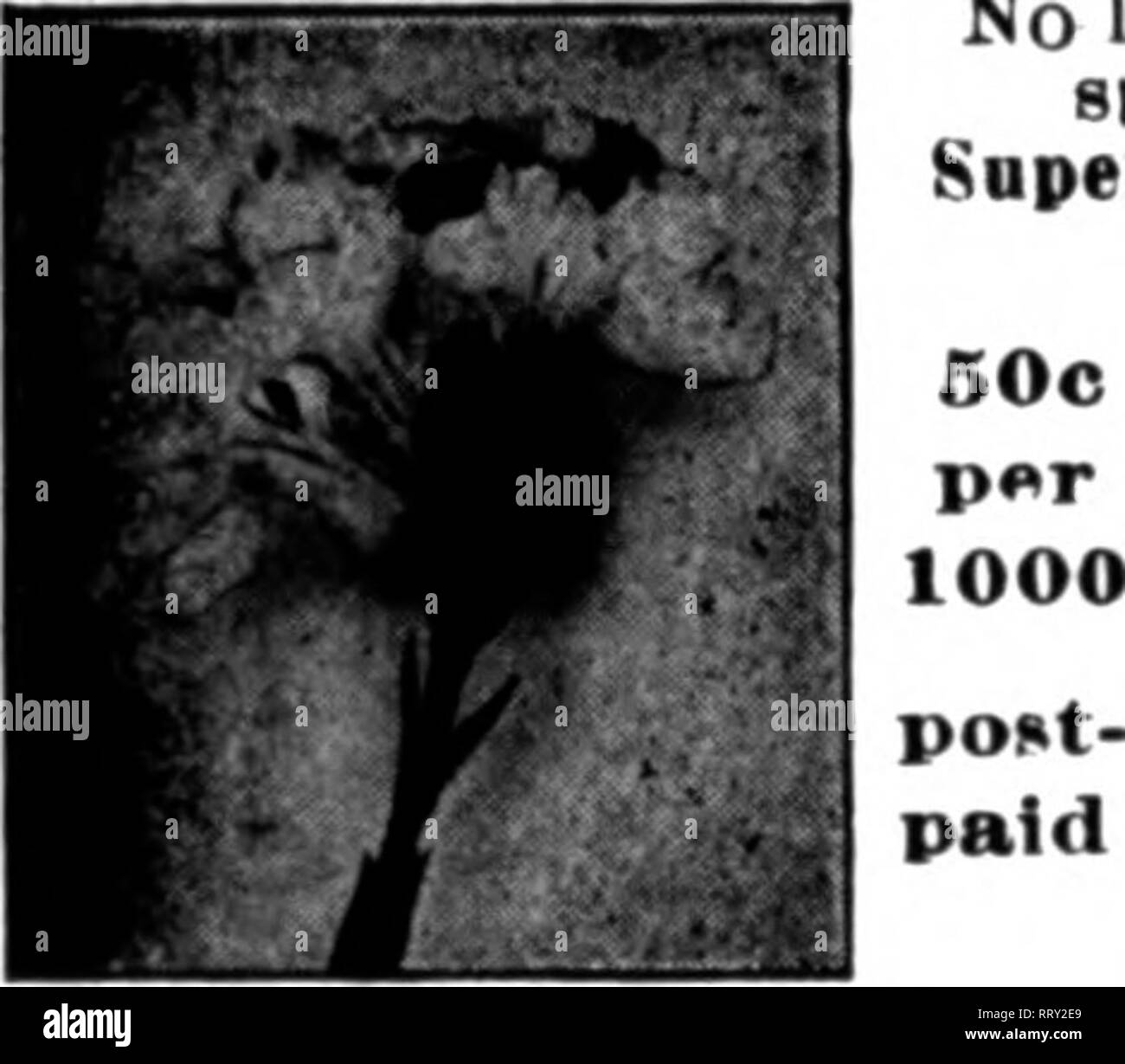 Newspaper ads Black and White Stock Photos & Images Alamy