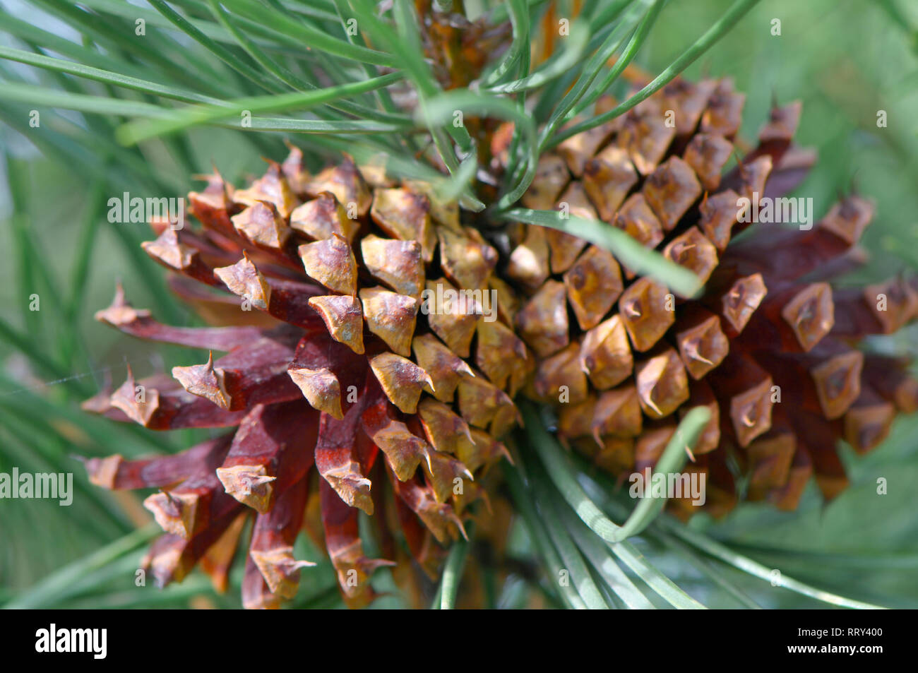 Two Ponderosa (Pinus) pine cones on the tree, Stock Photo