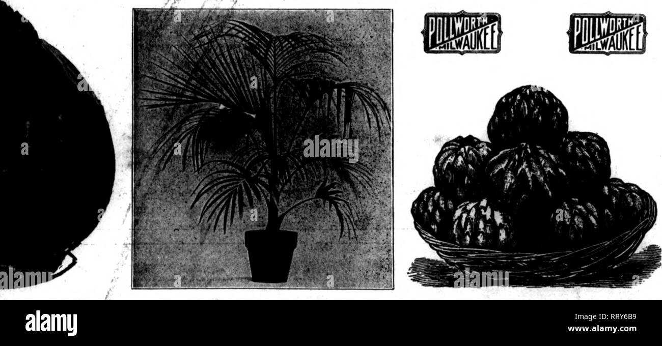 Kentia palms Black and White Stock Photos & Images - Alamy