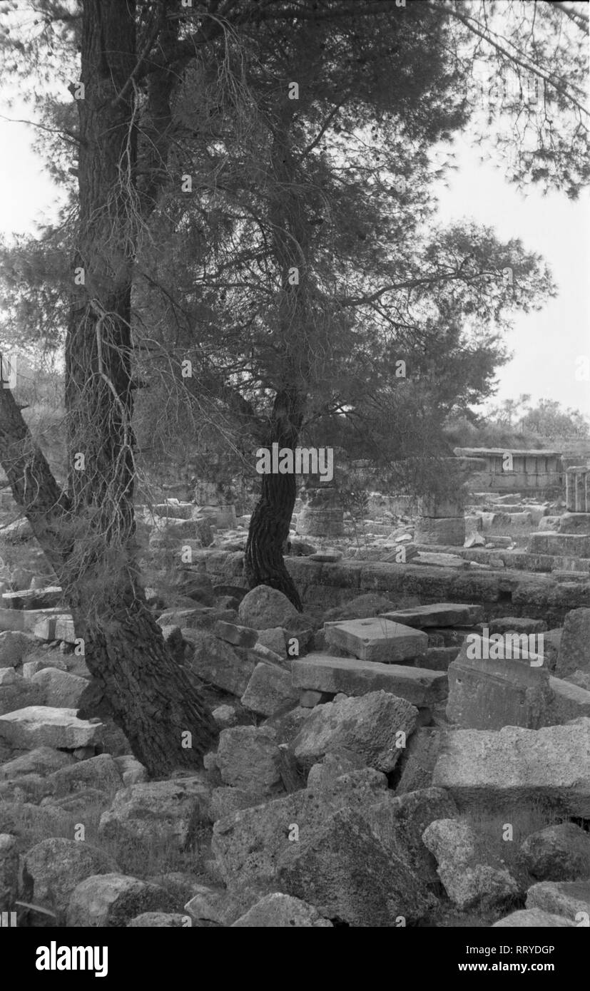 Griechenland, Greece - Zwei Bäume wachsen bei den Überresten des antiken Olympia, Griechenland, 1950er Jahre. Two trees growing near the remains of antique Olymia, Greece, 1950s. Stock Photo
