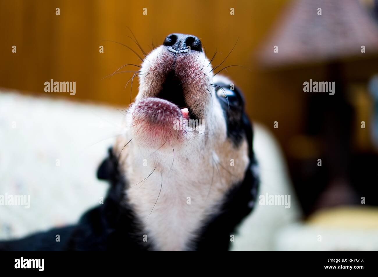 Dog's nose and mouth Stock Photo