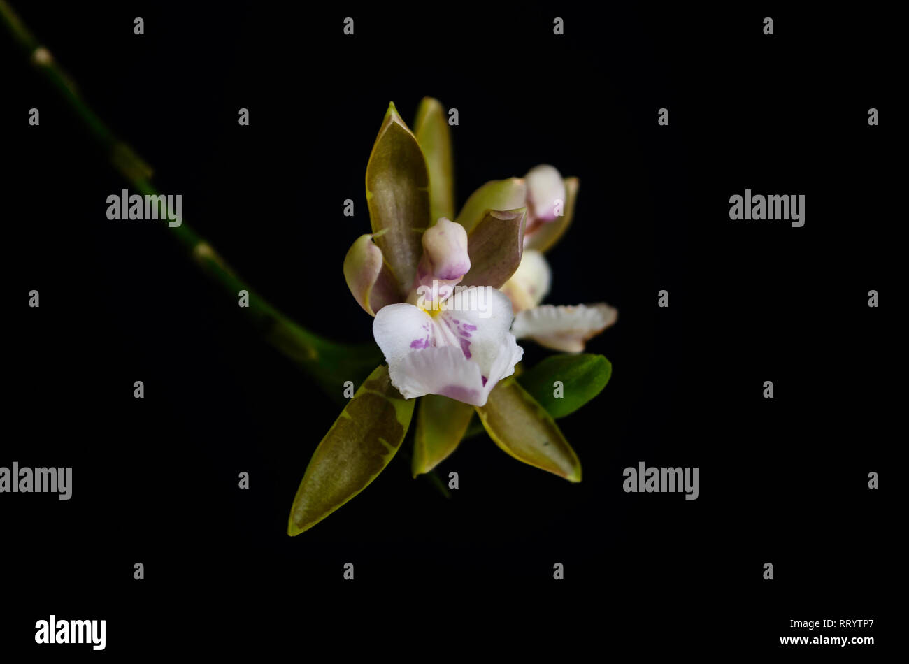 Orchid specia Aspasia epidendroidesorqu Stock Photo