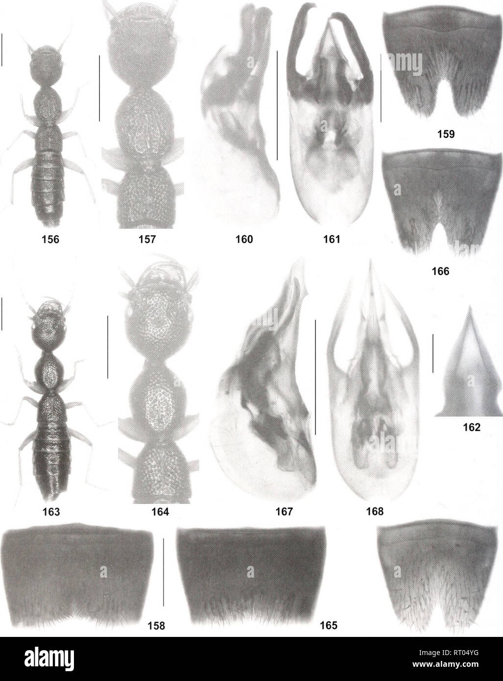 . Bonn zoological bulletin. Zoology. 160 Volker Assing. Figs 156-169. Nazeris infractus (156-162). N. .subclentatiis (163-168), and N. vexillatus (169). 156,163: habitus; 157,164: fore- body; 158, 165: male stemite VII; 159, 166, 169: male stemite VIII; 160-161, 167-168: aedeagus in lateral and in ventral view; 162: ventral process of aedeagus in ventral view. Scale bars: 156-157, 163-164: I.O mm; 158-161, 165-169: 0.5 mm, 162: 0.1 mm. Bonn zoological Bulletin 62 (2): 125-170 ©ZFMK. Please note that these images are extracted from scanned page images that may have been digitally enhanced for r Stock Photo