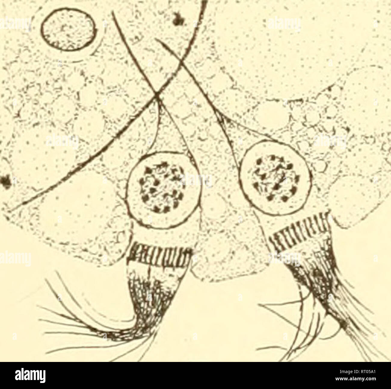 The Biology Of The Protozoa Protozoa Protozoa E V F Fig 105 Lophomonas Blattarum A Flagellar Tuft And Nucleus In Calyx In Pro Phase Of Division B Nucleus With Chromosomes Leaving Calyx The Biology Of The Protozoa Protozoa Protozoa E V F Fig 105 Lophomonas Blattarum A Flagellar Tuft And Nucleus In Calyx In Pro Phase Of Division B Nucleus With Chromosomes Leaving Calyx
