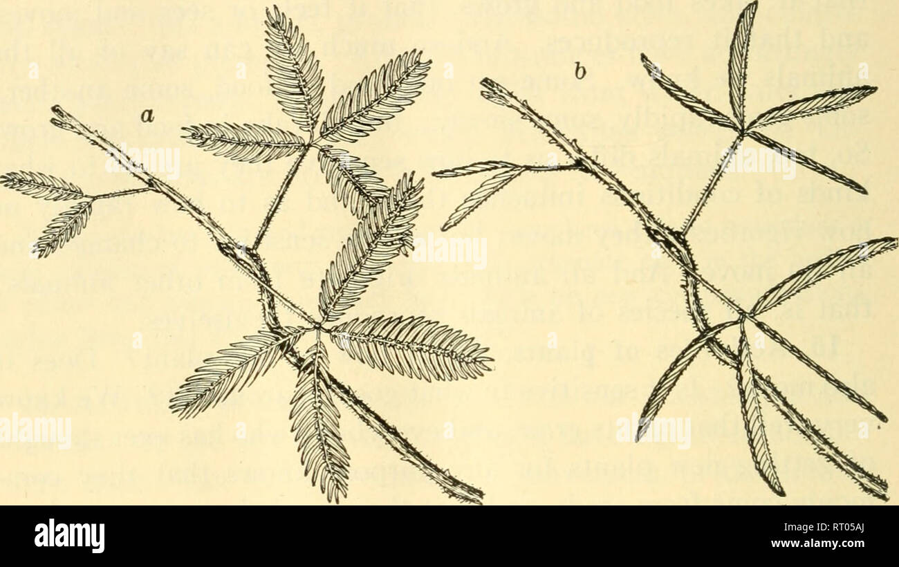 Biology and human life. Biology. 20 BIOLOGY AND HUMAN LIFE These movements show us, at the same time, that plants are really very sensitive to what is going on around them, Biology and human life. Biology. 20 BIOLOGY AND HUMAN LIFE These movements show us, at the same time, that plants are really very sensitive to what is going on around them,
