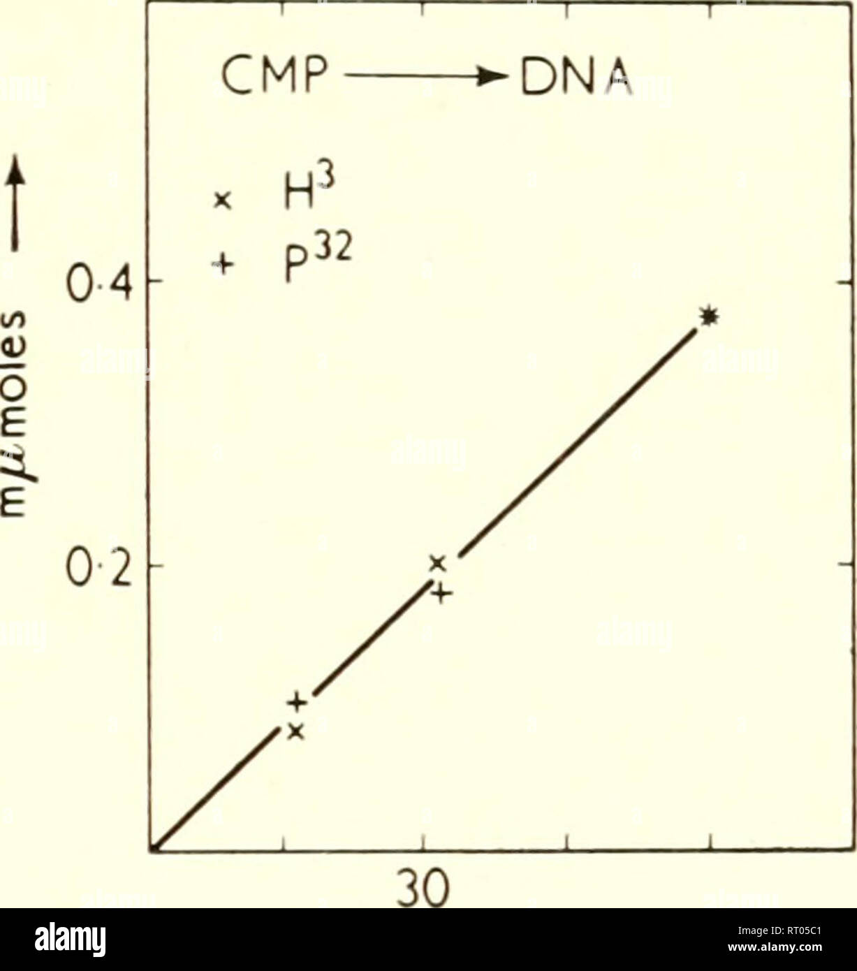 . Biological structure and function; proceedings. Biochemistry; Cytology. ENZYMK- FORMATION OF DEOXYRIBONUCLEIC ACID 105 that the labelled deoxyribonucleotide was subsequently used for DNA synthesis. In the experiment described in Fig. 2 DNA was synthesized. Fig. I. Time curve of DX.A formation from tritium or ''-P-labelled CMP, as measured by the incorporation of isotope into DNA [7, 8]. Incubation conditions for one time point: o • i ^tmole of labelled CMP, i o /^^mole of ATP, 5 -o /^imoles of MgCl,, o-i mg. of heated DNA (10 min. at 100 ) and 4-5 mg. of &quot;enzTne&quot;, final volume 0-4 Stock Photo