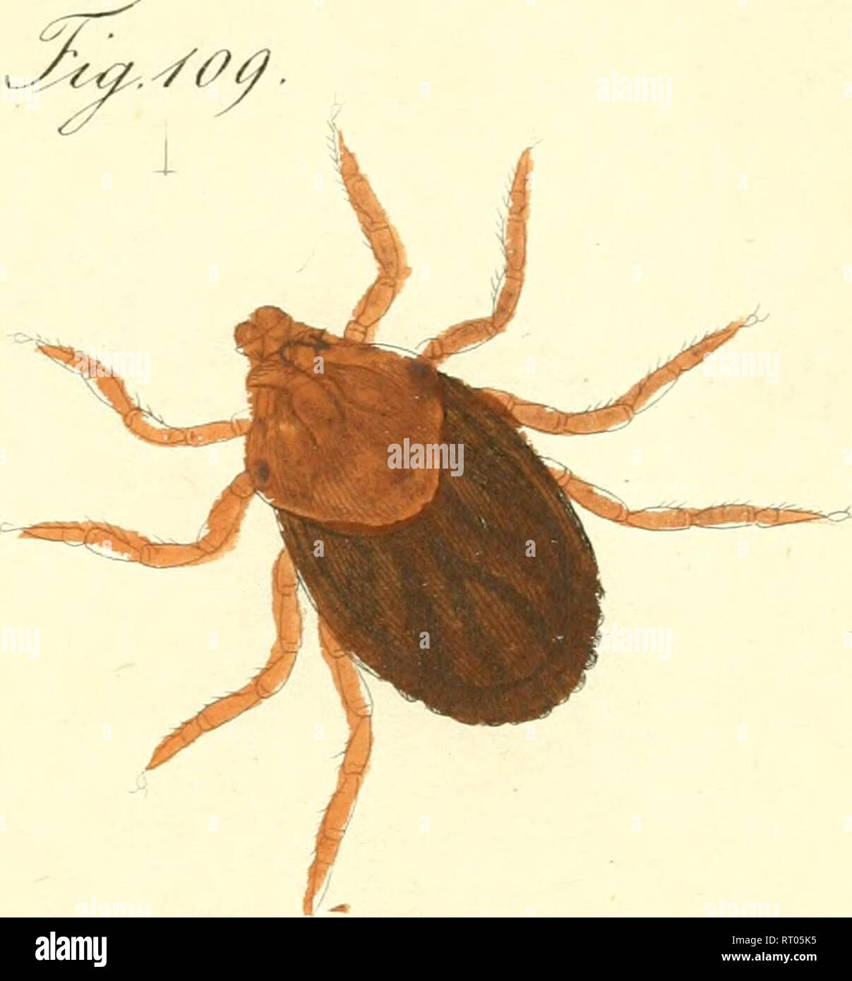 . Übersicht des arachnidensystems. Arachnida; Arthropoda. fi 'U.JLlXL Ctix &lt;//^. t;. Please note that these images are extracted from scanned page images that may have been digitally enhanced for readability - coloration and appearance of these illustrations may not perfectly resemble the original work.. Koch, C. L, (Carl Ludwig. 1778-1857. Nürnberg, C. H. Zeh [etc. ] Stock Photo