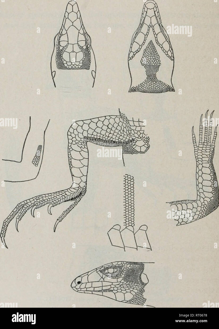 . Annual report of the Board of Regents of the Smithsonian Institution. Smithsonian Institution; Smithsonian Institution. Archives; Discoveries in science. 578 REPORT OF NATIONAL MUSEUM, 1898. Thus, iu Cat. Nos. 8633 and 3048tt, the spots are transversely confluent in every direction, leaving only irregular areas of the white color, now become the ground. These approach nearest to the G. t. variolosus Cope and represent the C. marmoraUis of Baird and Girard. In the type of that supposed species a trace of the inferior stripe remains on each side. The end of the fourth toe of the extended poste Stock Photo