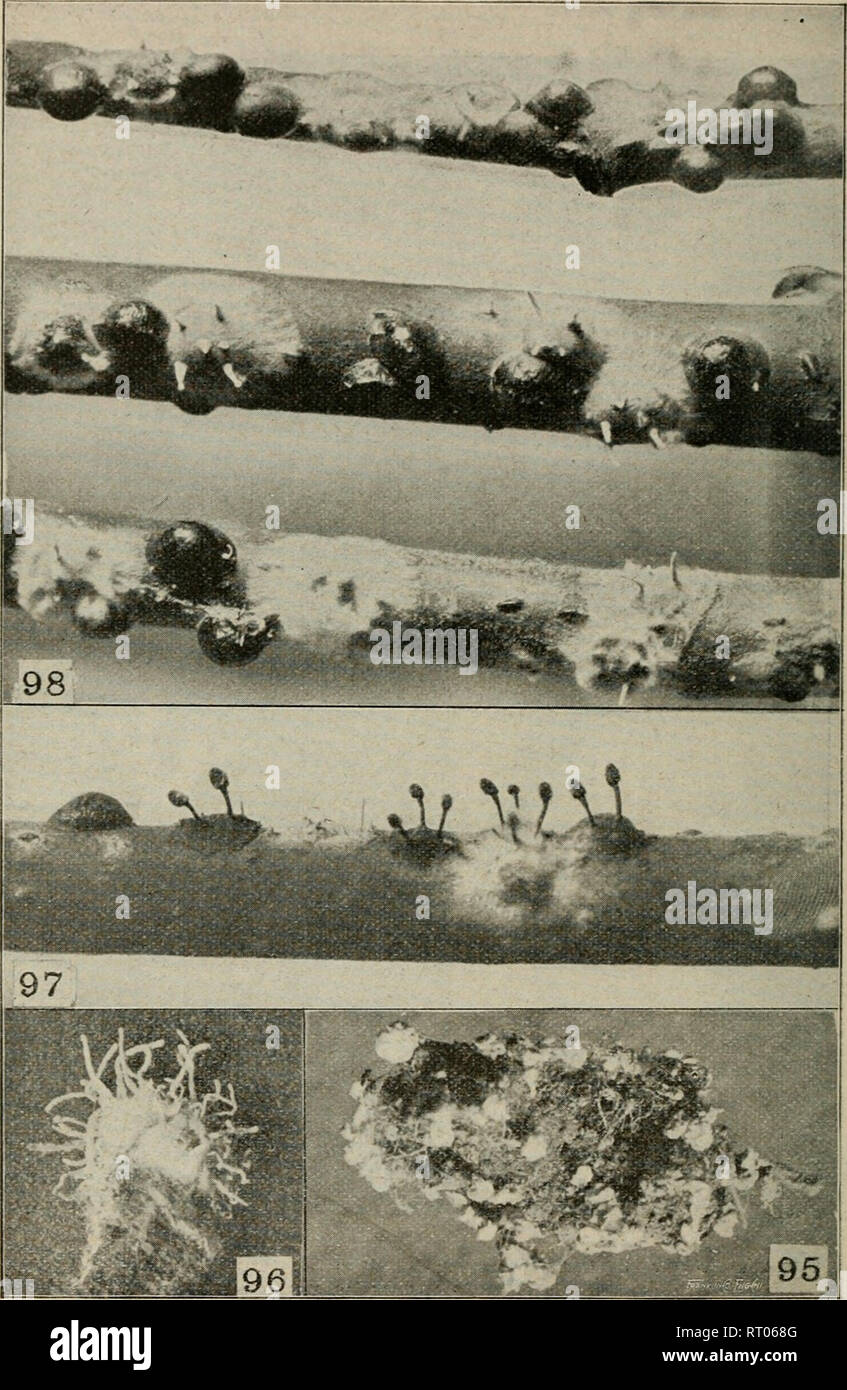 . Annual report of the Agricultural Experiment Station. Cornell University. Agricultural Experiment Station; Agriculture -- New York (State). Plate xJ—95, Ccrdyceps rnelonoEthae ? conidial stage; 96, Isaria arachnopbila ; 97,98, Cordyceps clavulata. [464]. Please note that these images are extracted from scanned page images that may have been digitally enhanced for readability - coloration and appearance of these illustrations may not perfectly resemble the original work.. Cornell University. Agricultural Experiment Station. Ithaca, N. Y. : The University Stock Photo